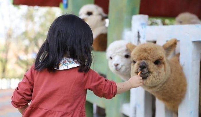 六大规划要点 助力打造人气又创收的萌宠乐园