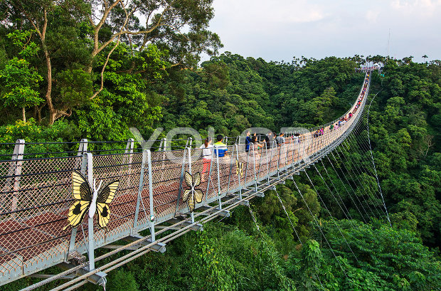 景观吊桥